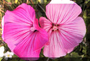 Malva.jpg (27886 bytes)