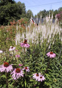 Rudbeckia och Cemicifuga.jpg (102393 byte)