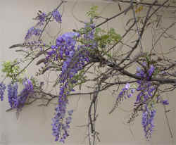 wisteria.jpg (134094 byte)